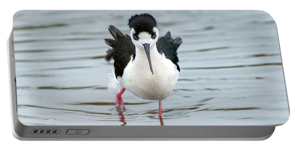 Black-necked Stilt Portable Battery Charger featuring the photograph Ruffled Stilt on a rainy day by Judi Dressler