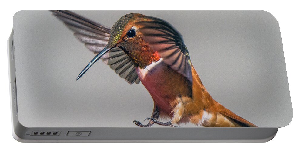 Rufous Portable Battery Charger featuring the photograph Rufous Male Hummingbird by Stephen Johnson