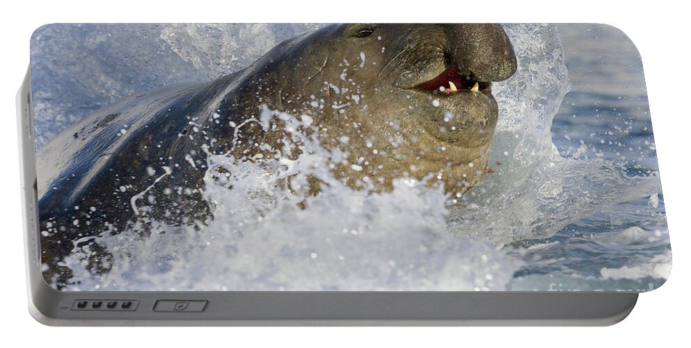 00420018 Portable Battery Charger featuring the photograph Elephant Seal in the Surf by Yva Momatiuk John Eastcott