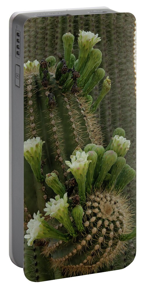 Wickenburg Portable Battery Charger featuring the photograph Saguaro buds and blooms by Gaelyn Olmsted