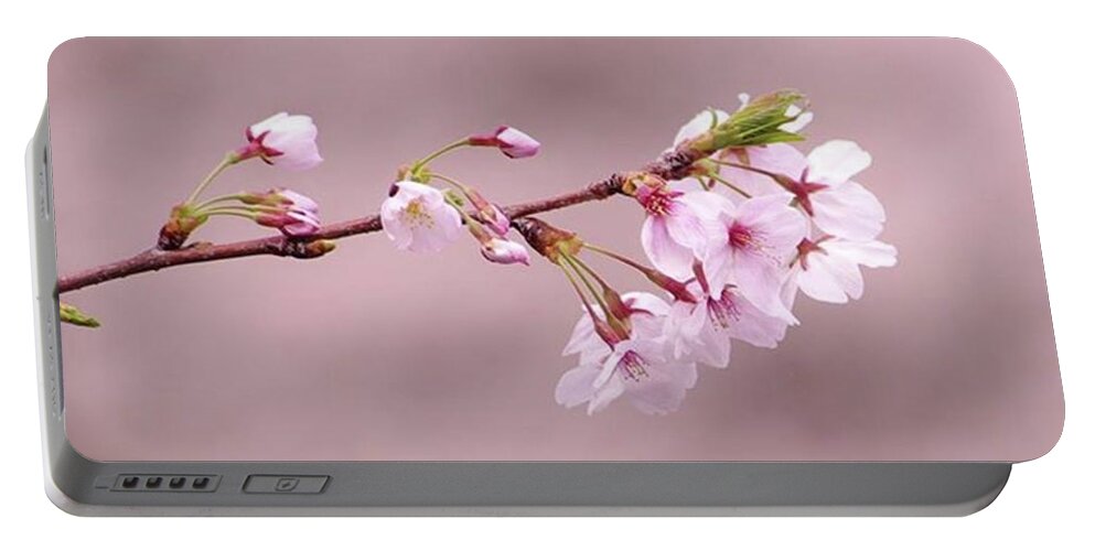 Hanami Portable Battery Charger featuring the photograph Japanese Sakura by Ippei Uchida