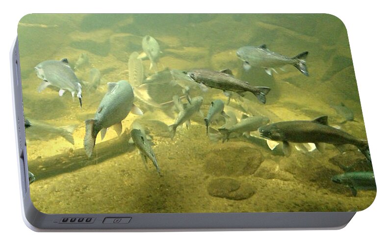 Nature Portable Battery Charger featuring the photograph Salmon and Sturgeon by KATIE Vigil