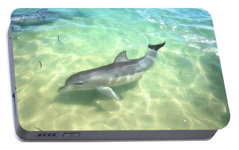 Mad About Wa Portable Battery Charger featuring the photograph Samu 1 , Monkey Mia, Shark Bay by Dave Catley