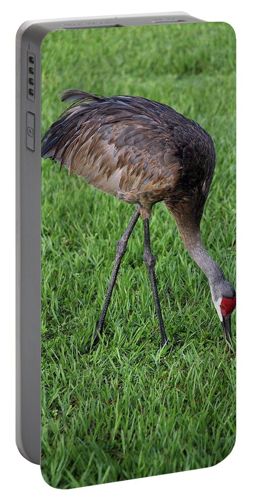 Nature Portable Battery Charger featuring the photograph Sandhill Crane II by Richard Rizzo
