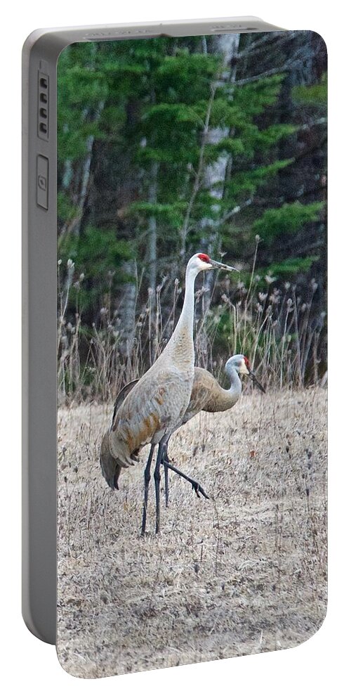 Sandhill C Rane Portable Battery Charger featuring the photograph Sandhill Cranes 1166 by Michael Peychich