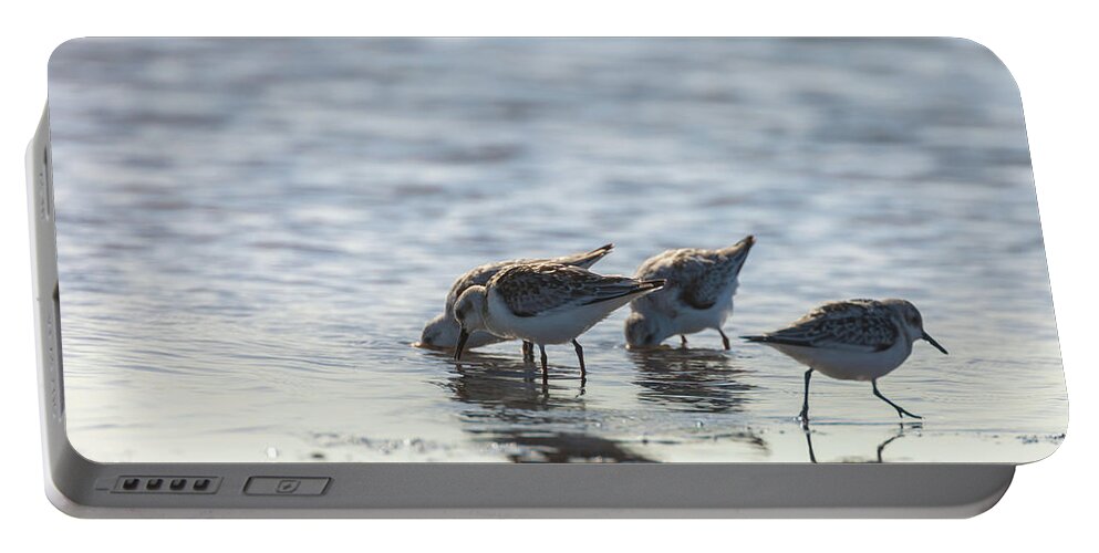 Calidris Mauri Portable Battery Charger featuring the photograph Sandpipers by Jonathan Nguyen