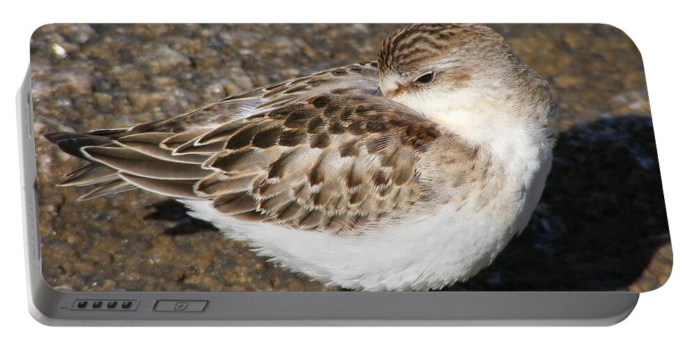 Sandpiper Portable Battery Charger featuring the photograph Sandpiper by Doug Mills