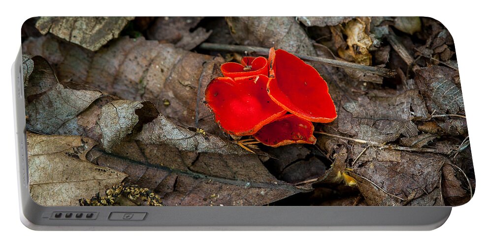 Fungus Portable Battery Charger featuring the photograph Scarlet Underfoot by Jeff Phillippi