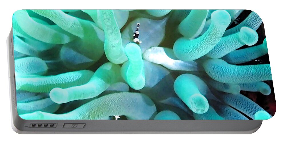 Anemone Portable Battery Charger featuring the photograph Sea Anemone and Squat Shrimp by Amy McDaniel