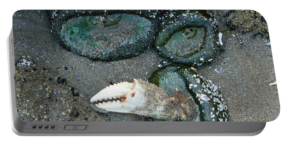 Sea Anemones Portable Battery Charger featuring the photograph Sea Anemones and a Crab Pincher by Gallery Of Hope 