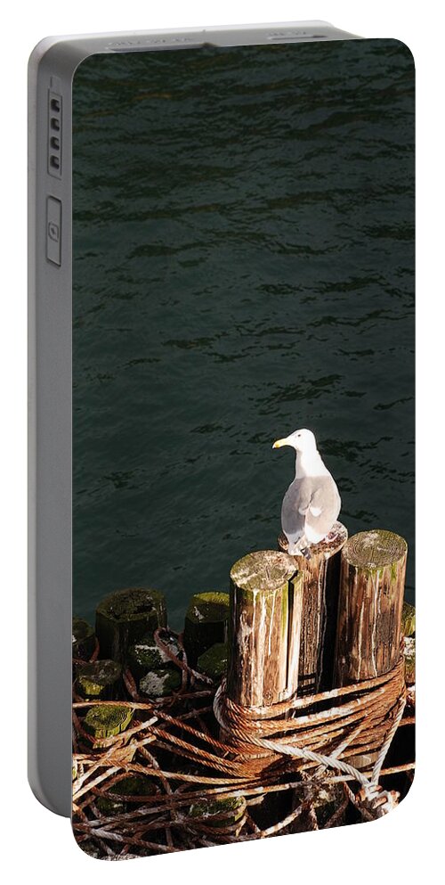 Seagull Portable Battery Charger featuring the photograph Seagull by Carol Eliassen