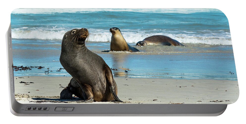 2017 Portable Battery Charger featuring the photograph Seals on Seal bay by Andrew Michael