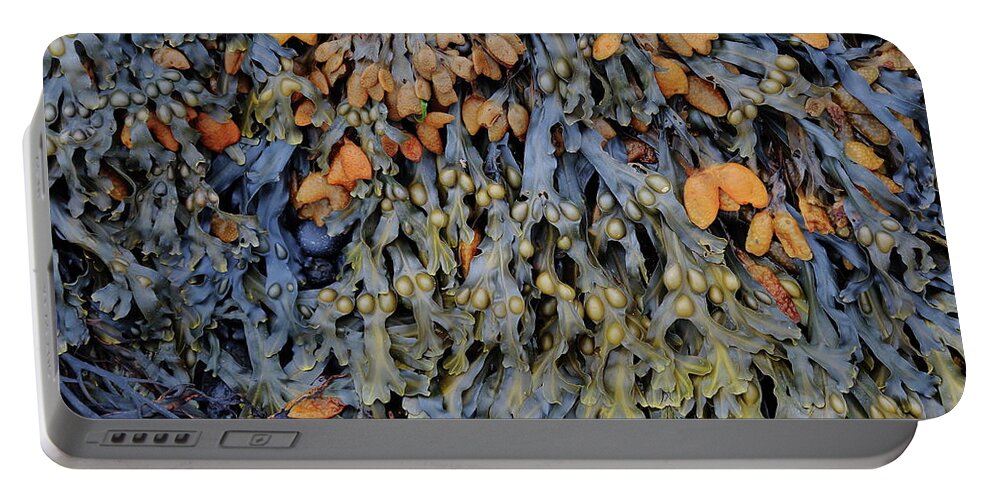 Seaweed Portable Battery Charger featuring the photograph Seaweed- Color by Bethany Dhunjisha