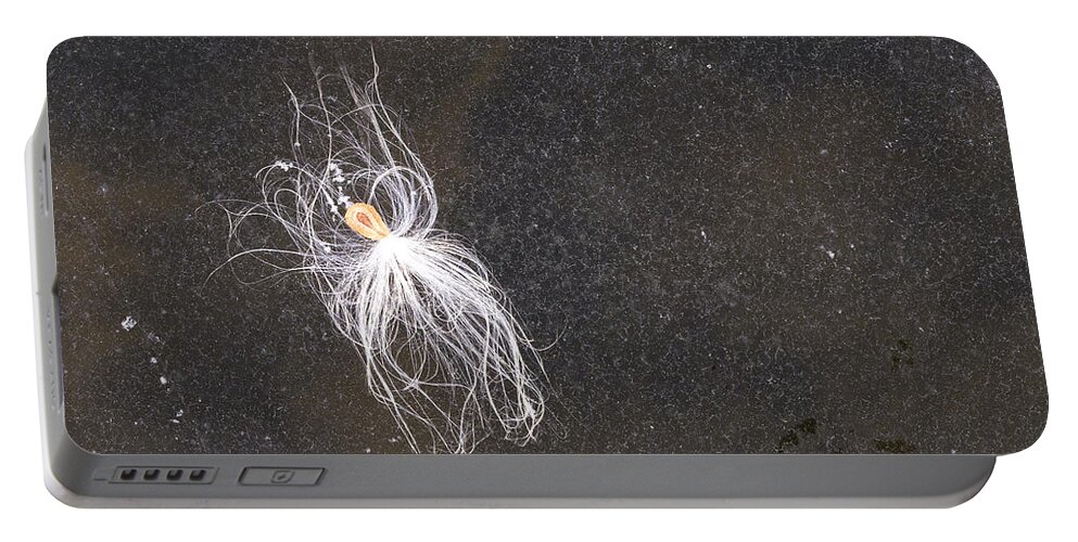 Ice Portable Battery Charger featuring the photograph Seed on Ice - Lake Wingra - Madison - Wisconsin by Steven Ralser