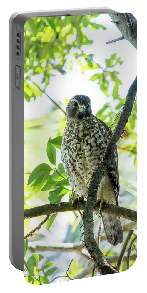 Shadow Hawk Portable Battery Charger featuring the photograph Shadow Hawk by William Tasker