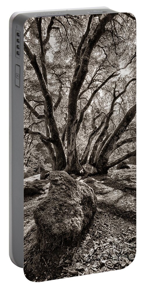 Tree Portable Battery Charger featuring the photograph Shadow Tree by Vincent Bonafede