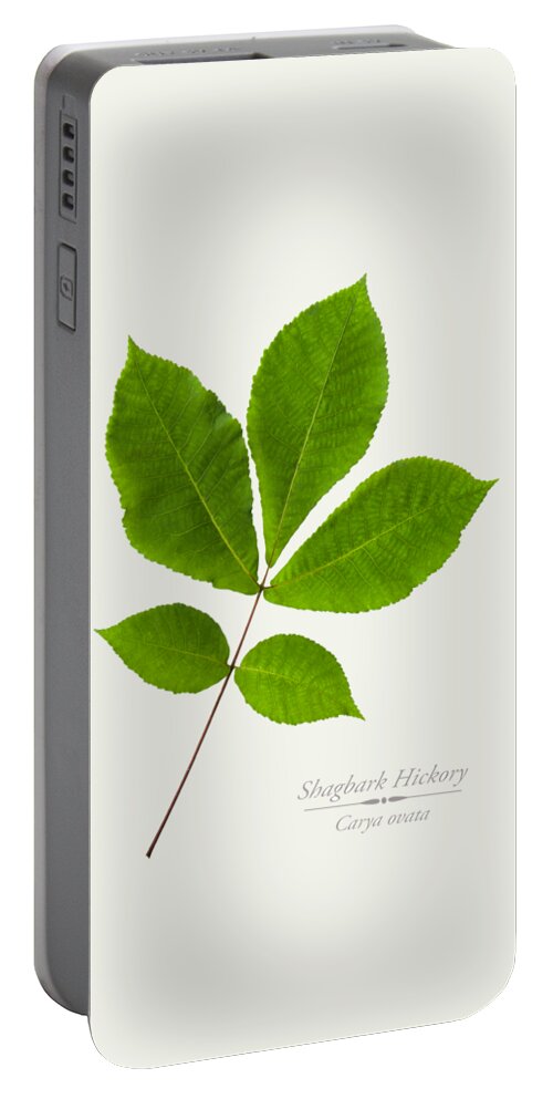 Leaves Portable Battery Charger featuring the photograph Shagbark Hickory Leaves by Christina Rollo