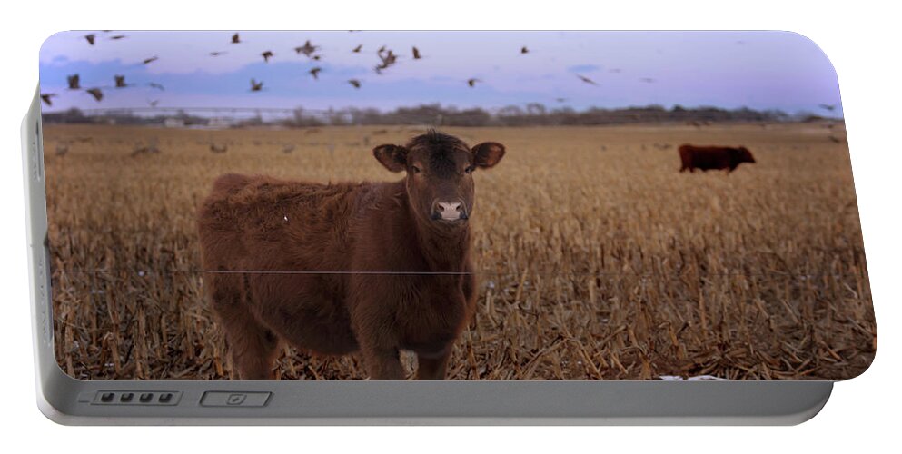 Calf Portable Battery Charger featuring the photograph Share the Corn 3 by Susan Rissi Tregoning