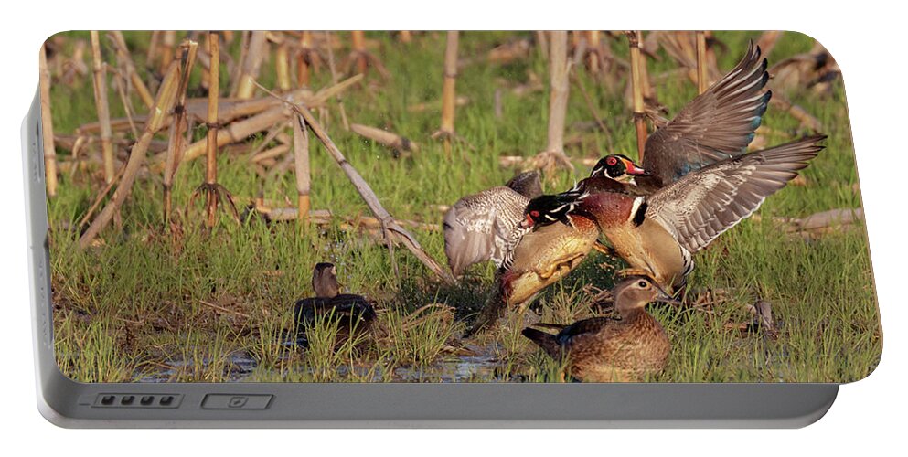 Wood Duck Portable Battery Charger featuring the photograph She Started It by Susan Rissi Tregoning