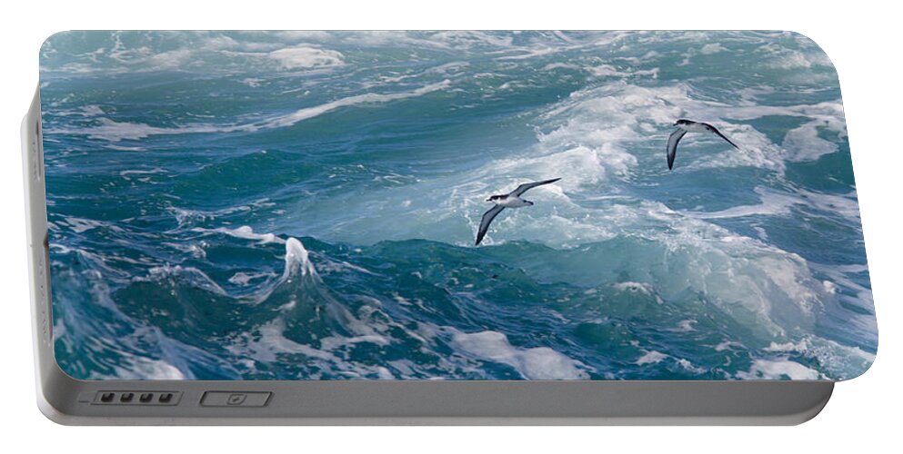Shearwater Portable Battery Charger featuring the photograph Shearwaters off Pendeen by Tony Mills
