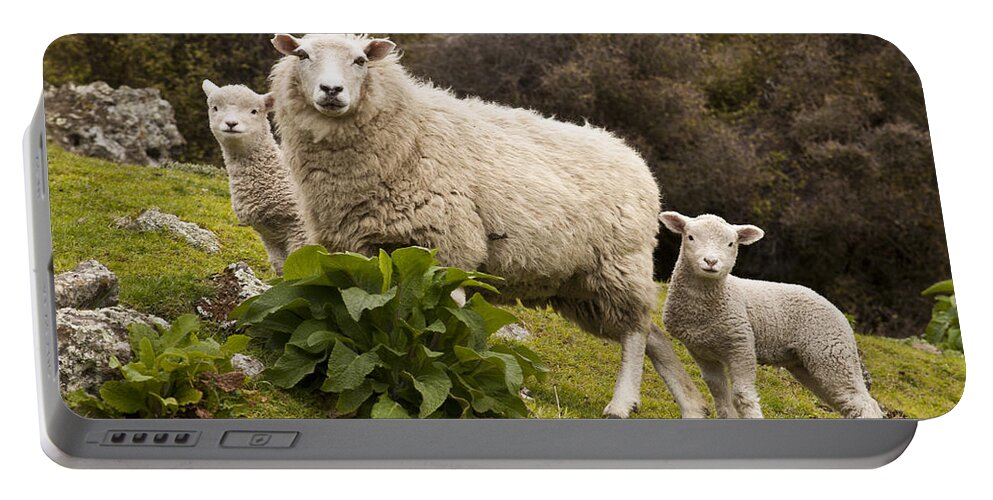 00479625 Portable Battery Charger featuring the photograph Sheep With Twin Lambs Stony Bay by Colin Monteath