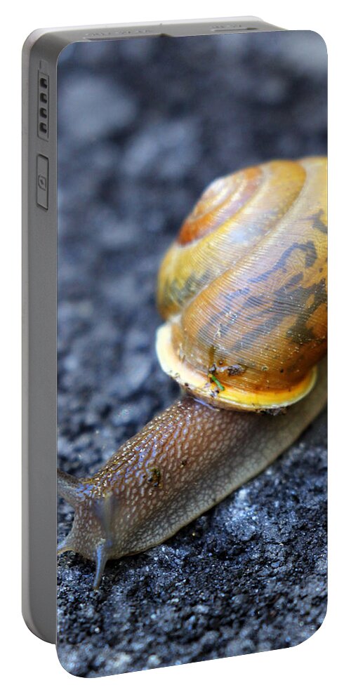 Snail Portable Battery Charger featuring the photograph Shell Shock by Jennifer Robin