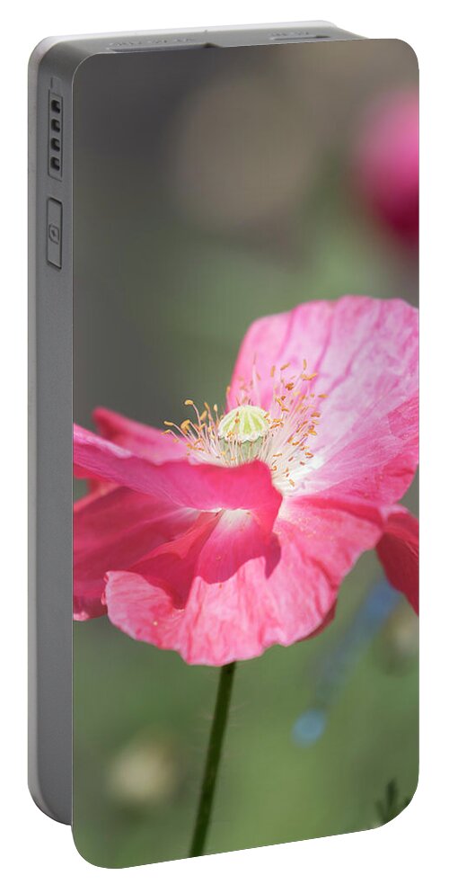 Shirley Poppy Portable Battery Charger featuring the photograph Shirley Poppy 2017-1 by Thomas Young