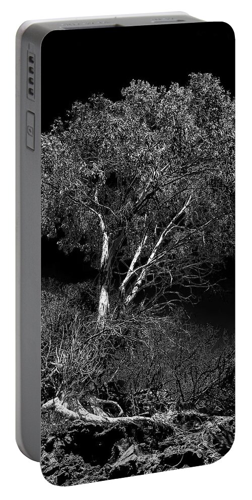 Goleta Beach Portable Battery Charger featuring the photograph Shoreline Tree by Roger Mullenhour