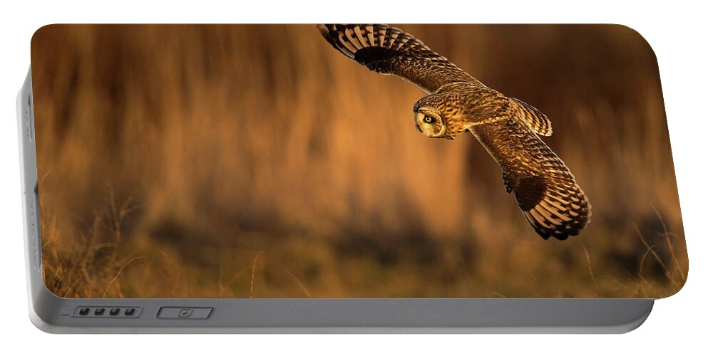 Short-eared Owl Portable Battery Charger featuring the photograph Short-Eared Owl Spread by Max Waugh