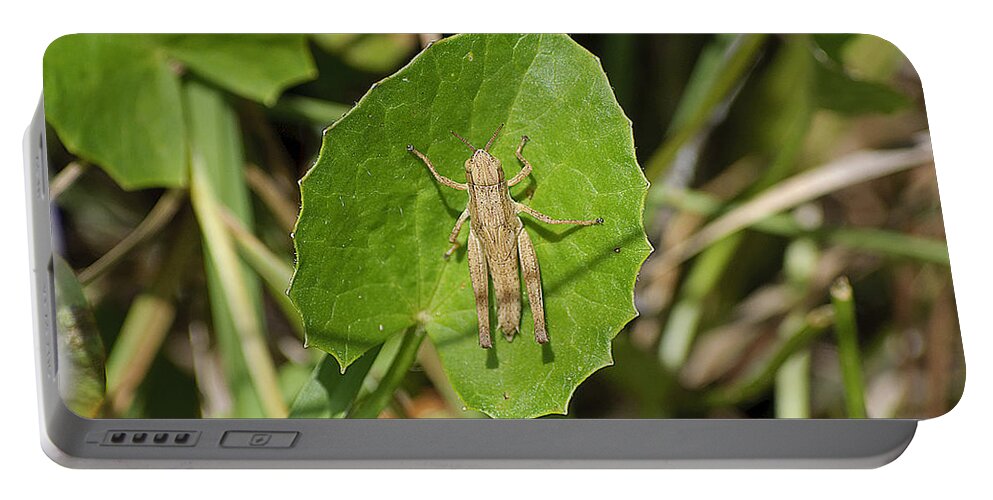 Grasshopper Portable Battery Charger featuring the photograph Shortwinged Green Grasshopper by Kenneth Albin