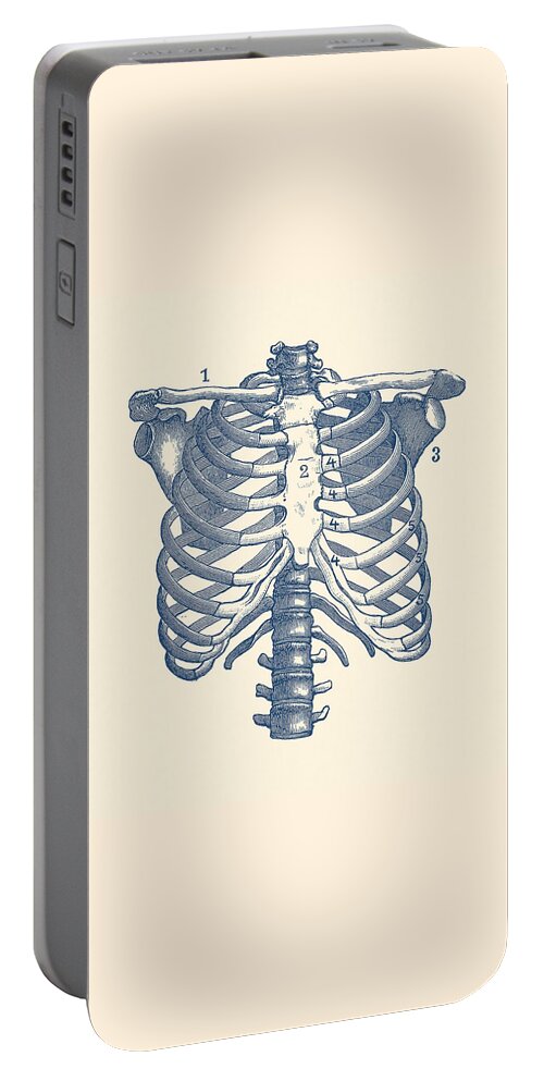 Rib Cage Portable Battery Charger featuring the drawing Shoulder and Rib Cage Diagram - Vintage Anatomy Poster by Vintage Anatomy Prints