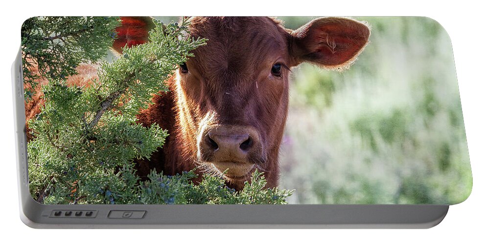 Calf Portable Battery Charger featuring the photograph Shy Calf by Belinda Greb