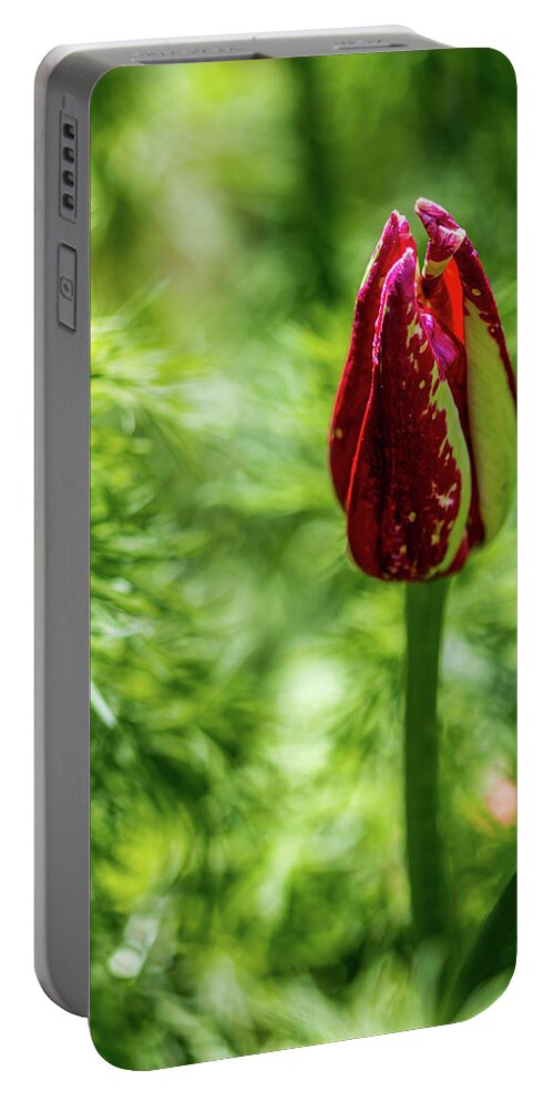 Tulip Portable Battery Charger featuring the photograph Shy Tulip by Susie Weaver