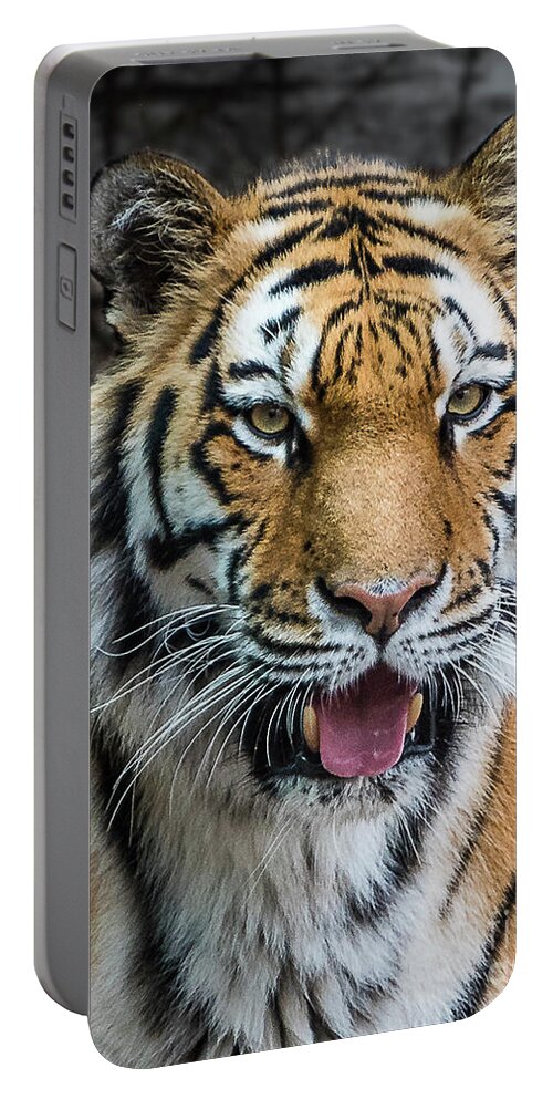 Siberian Tiger Portable Battery Charger featuring the photograph Siberian Tiger Smile by Joann Long
