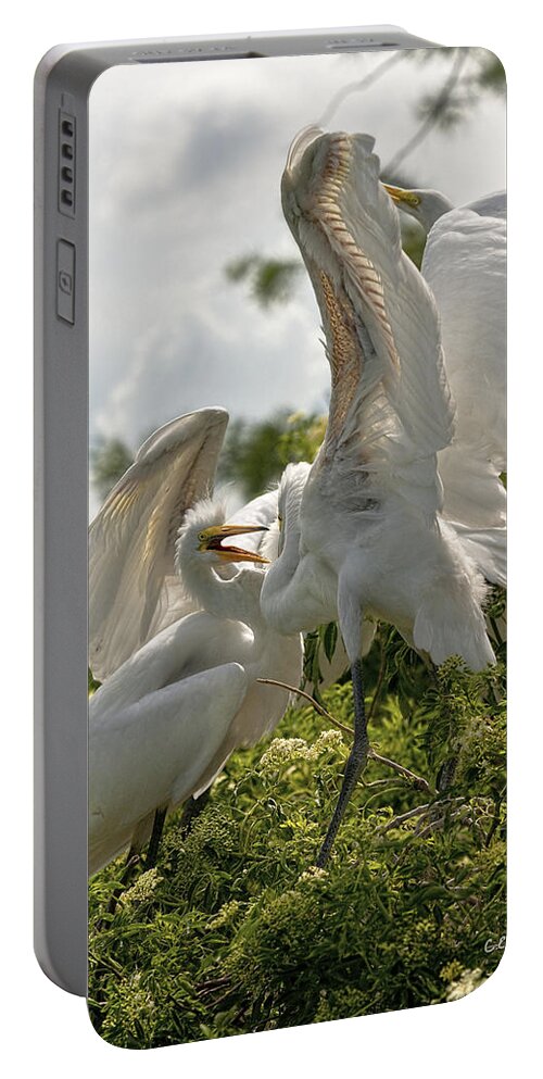 Bird Portable Battery Charger featuring the photograph Sibling Squabble by Christopher Holmes