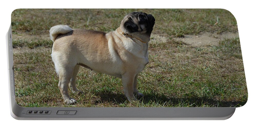 Pug Portable Battery Charger featuring the photograph Side View of a Pug Dog by DejaVu Designs