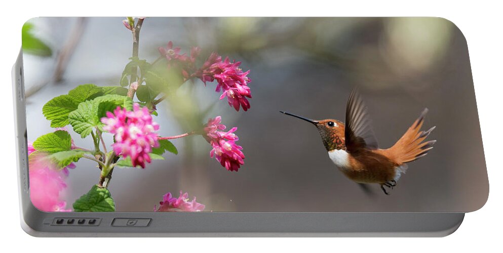 Rufous Hummingbird Portable Battery Charger featuring the photograph Sign Of Spring 3 by Randy Hall