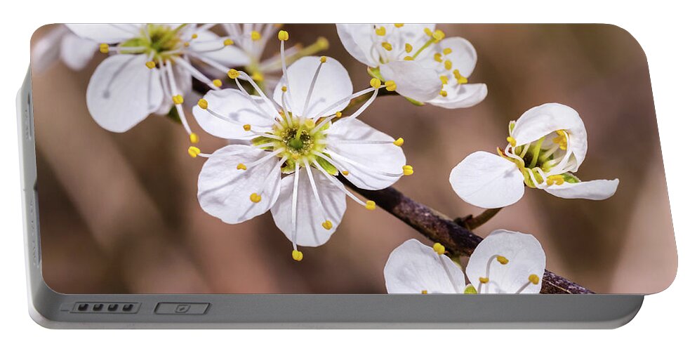 Spring Portable Battery Charger featuring the photograph Signs of Spring by Nick Bywater