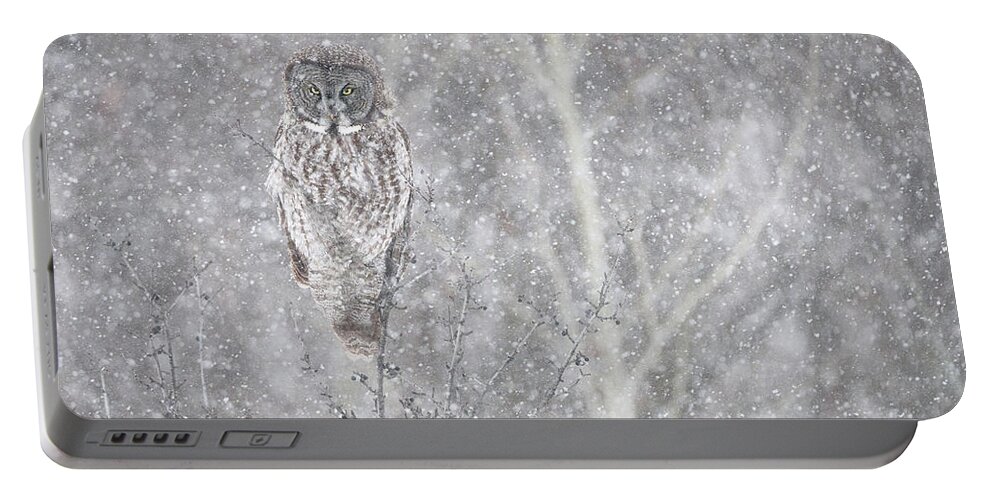 Owl Portable Battery Charger featuring the photograph Silent Snowfall Landscape by Everet Regal