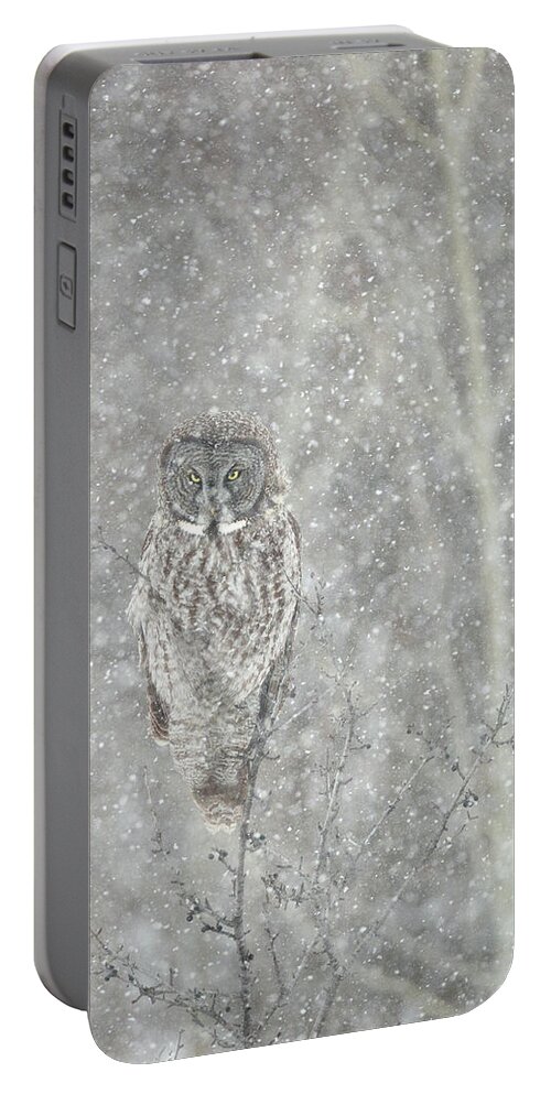 Owl Portable Battery Charger featuring the photograph Silent Snowfall Portrait II by Everet Regal