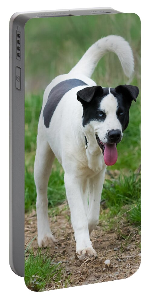 Dog Portable Battery Charger featuring the photograph Silly Dog by Holden The Moment