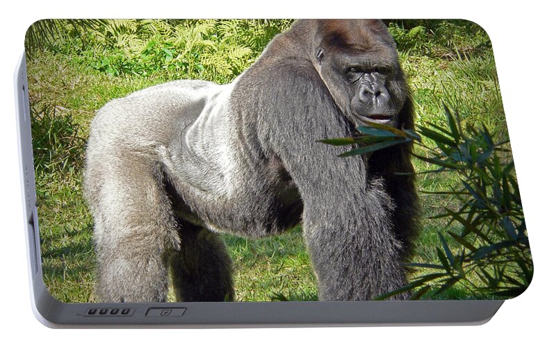 Silverback Portable Battery Charger featuring the photograph Silverback by Steven Sparks