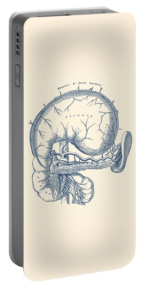 Stomach Anatomy Portable Battery Charger featuring the drawing Simple Human Stomach Diagram - Vintage Anatomy Poster by Vintage Anatomy Prints