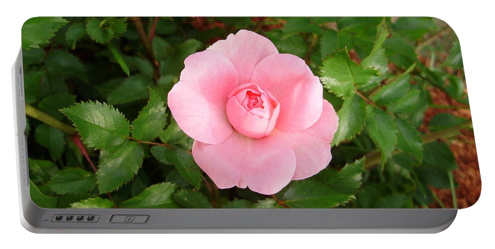 Roses Portable Battery Charger featuring the photograph Simply Pink by Anjel B Hartwell