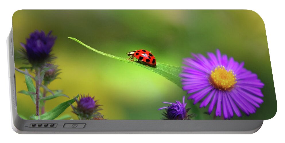 Ladybug Portable Battery Charger featuring the photograph Single In Search by Christina Rollo