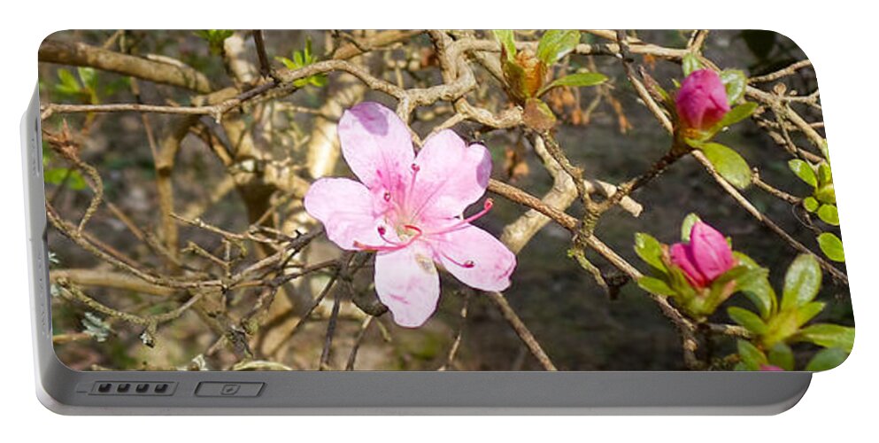 Photography Portable Battery Charger featuring the photograph Single pink bloom bush by Francesca Mackenney