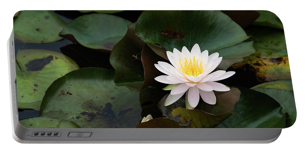 Bloom Portable Battery Charger featuring the photograph Single White Pristine Lotus Lily by Dennis Dame