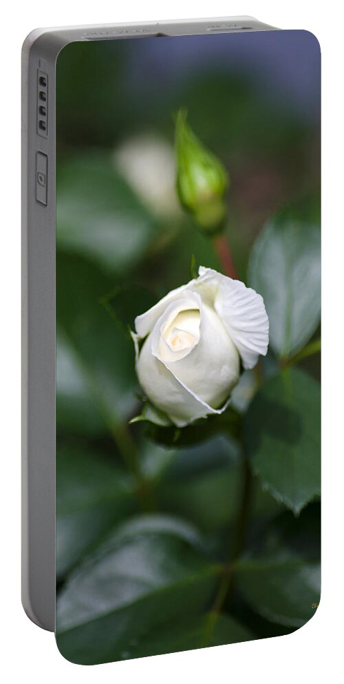 Roses Portable Battery Charger featuring the photograph Single White Rose by Christina Rollo