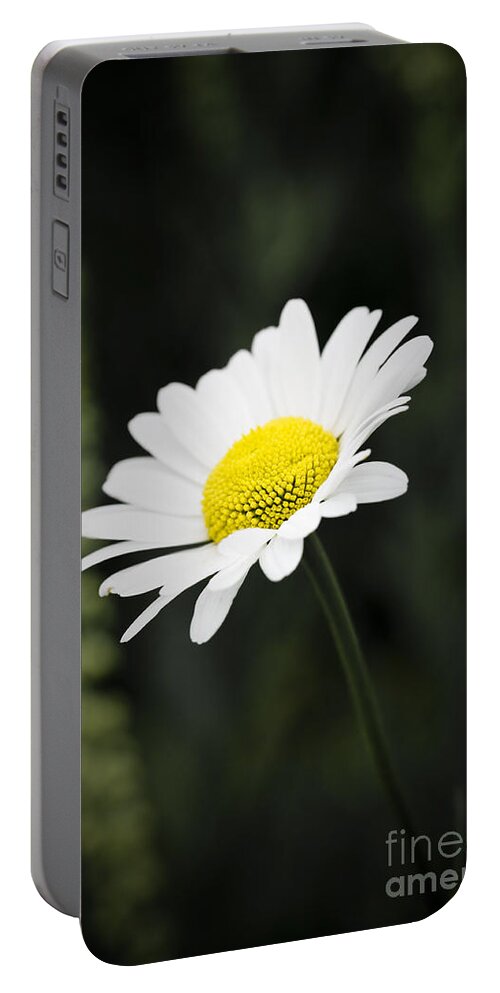 Flower Portable Battery Charger featuring the photograph Single wild daisy by Simon Bratt