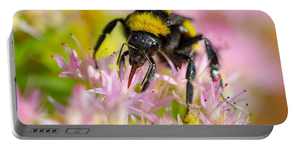 Autumn Portable Battery Charger featuring the photograph Sipping Nectar by SR Green